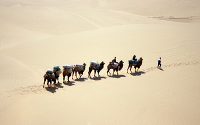 Ostasien, China: Seidenstraße - durch Gobi und Taklamakan - Kamele in der Taklamakan